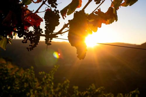 Quinta Vale de Lobos Douro