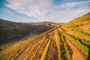 Quinta Vale de Lobos Douro
